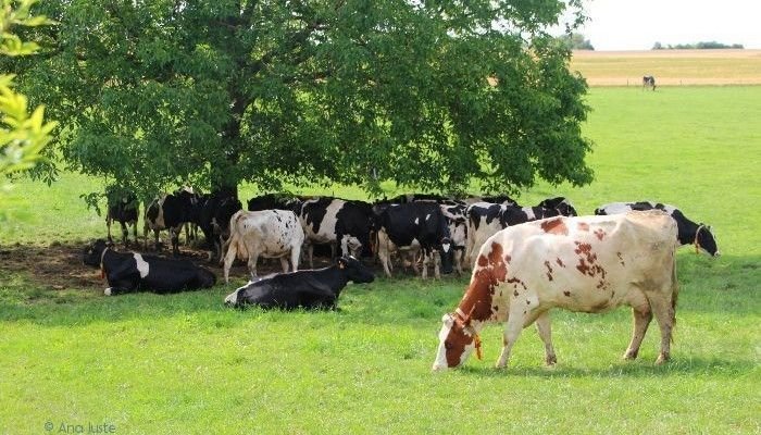 Resultado de imagen de que significa el vaca