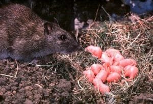 Soñando Con Ratas... ¿Que Significa Soñar Con Ratas Paridas?