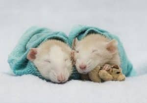 Interpretación De Sueños Con Ratas Pequeñas ¡Descubre Que Significa!