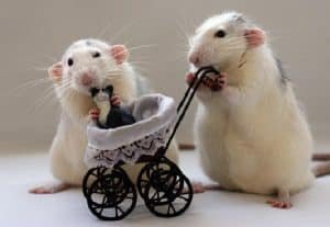 Positivo O Negativo: ¿Que Significa Soñar Con Ratas Blancas Y Pequeñas?