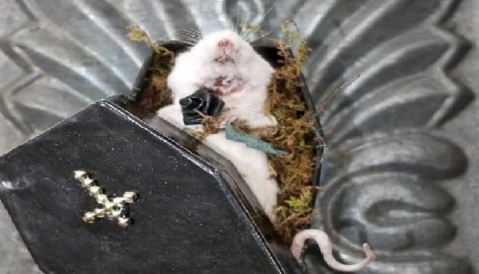 Que Significa Soñar Con Ratas Muertas En La Cama
