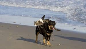 Sueños Con Animales | ¿Que Significa Soñar Con Ratas Perros Y Gatos?