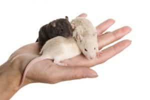 Soñé Con Ratas Que Se Me Suben: ¿Qué Significado Tiene?