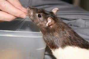 ¿Sueñas Con Ratas Que Te Quieren Morder? Descubre Cual Es Su Significado