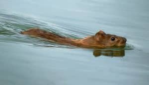 que significa soñar con ratas y agua