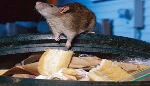 Que Significa Soñar Con Ratas Y Basura | Lo Que No Sabias