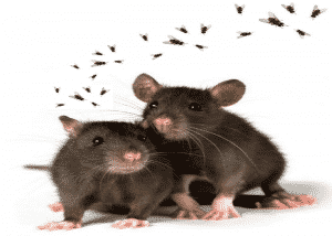 Soñar Con Ratas Y Moscas... ¿Cuál Es Su Significado?
