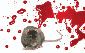 Ratas Y Sangre... ¿Qué Significa Soñar Con Eso?