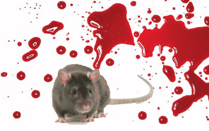 Que Significa Soñar Con Ratas Muertas En La Cama