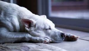 Qué significa soñar con perros