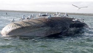 qué significa soñar con playa y ballenas