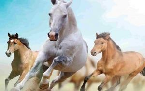 Significado de soñar con caballos