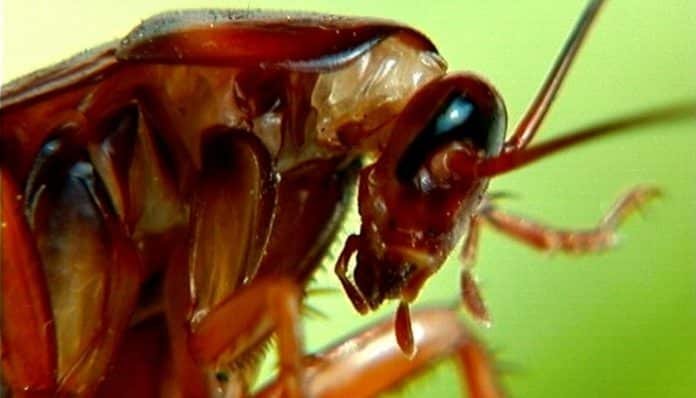 Que Pasa Si Aplastas Una Cucaracha