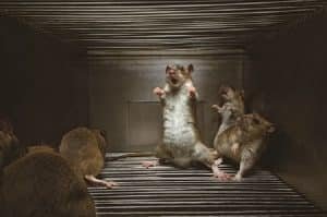 Que Significa Soñar Con Ratas Que Atacan | Descúbrelo Aquí!