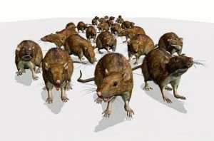 Que Significa Soñar Con Ratas Que Salen Corriendo | Revelaciones Sorprendentes