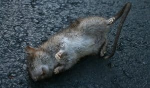 Que Significa Soñar Con Ratas Que Se Mueren: ¡Inquietantes Revelaciones!