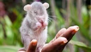 Sueños Con Ratas Que Te Caminan... Que Auguran y Que Significan