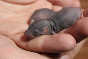 Que auguran Y Que Significan Los Sueños Con Ratas Recién Nacidas