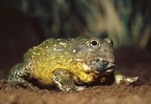 Sueños Con Ratas Y Ranas: ¿Qué Significan Y Que Ocultan?