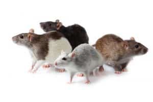 Que Significa Soñar Con Ratas Y Ratones ¡Descúbrelo Ahora!