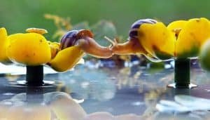 qué significa soñar con caracoles de mar grandes