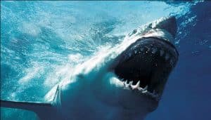 qué significa soñar con el mar lleno de tiburones