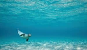 Qué Significa Soñar Con Focas En El Mar