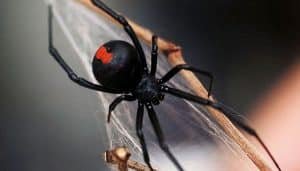 Qué Significa Soñar Con Telaraña Interpretaciones