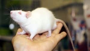 Sueños Con Ratas Que Atacan A Otra Persona ¡Conoce Ya Su Significado!