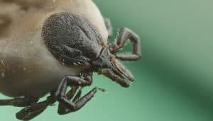 ¿ Qué Significa Soñar Con Garrapatas ? Análisis de los Diferentes Escenarios