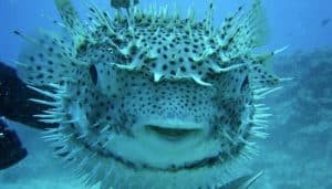 Qué Significa Soñar Con Peces