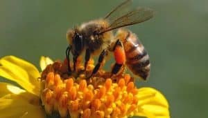 ¿ Qué Significa Soñar Con Abejas ?
