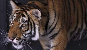 ¿ Qué Significa Soñar Con Tigres ?