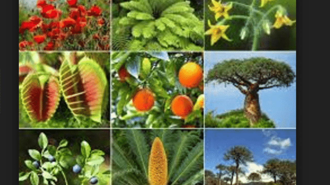 Qué significa soñar con plantas? Amuletos y Talismanes
