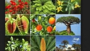  ¿Qué significa soñar con plantas?