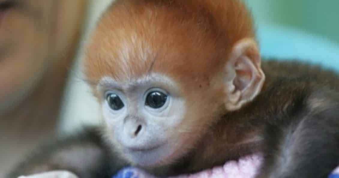 Qué Significa Soñar Con Monos